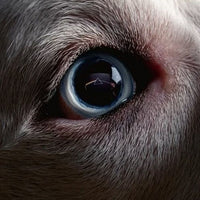 Load image into Gallery viewer, Roger Waters - The Dark Side Of The Moon Redux
