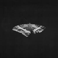 Load image into Gallery viewer, Kendrick Lamar - To Pimp A Butterfly (10th Anniversary)

